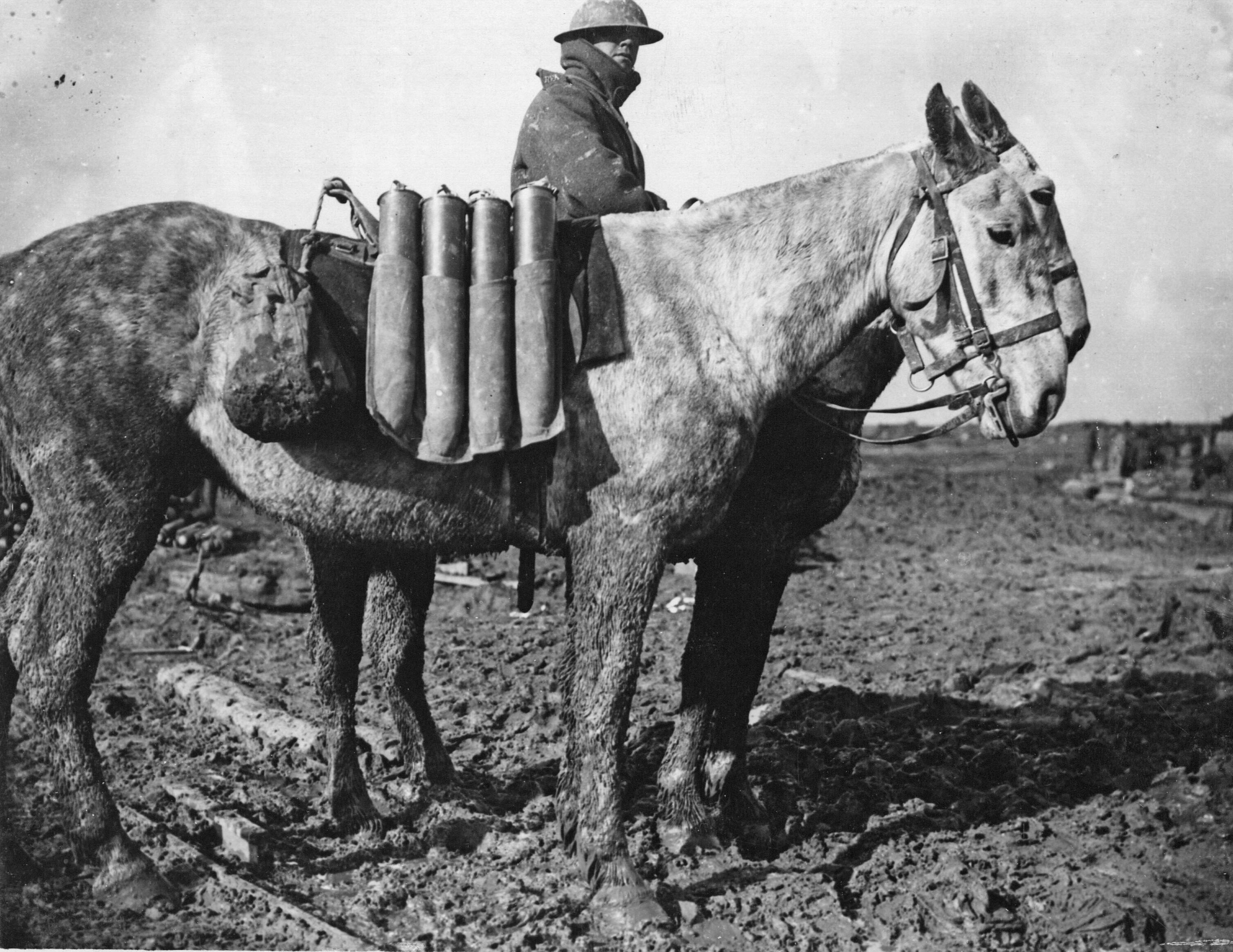 Brit appy mule carrying shells165 BO 1576