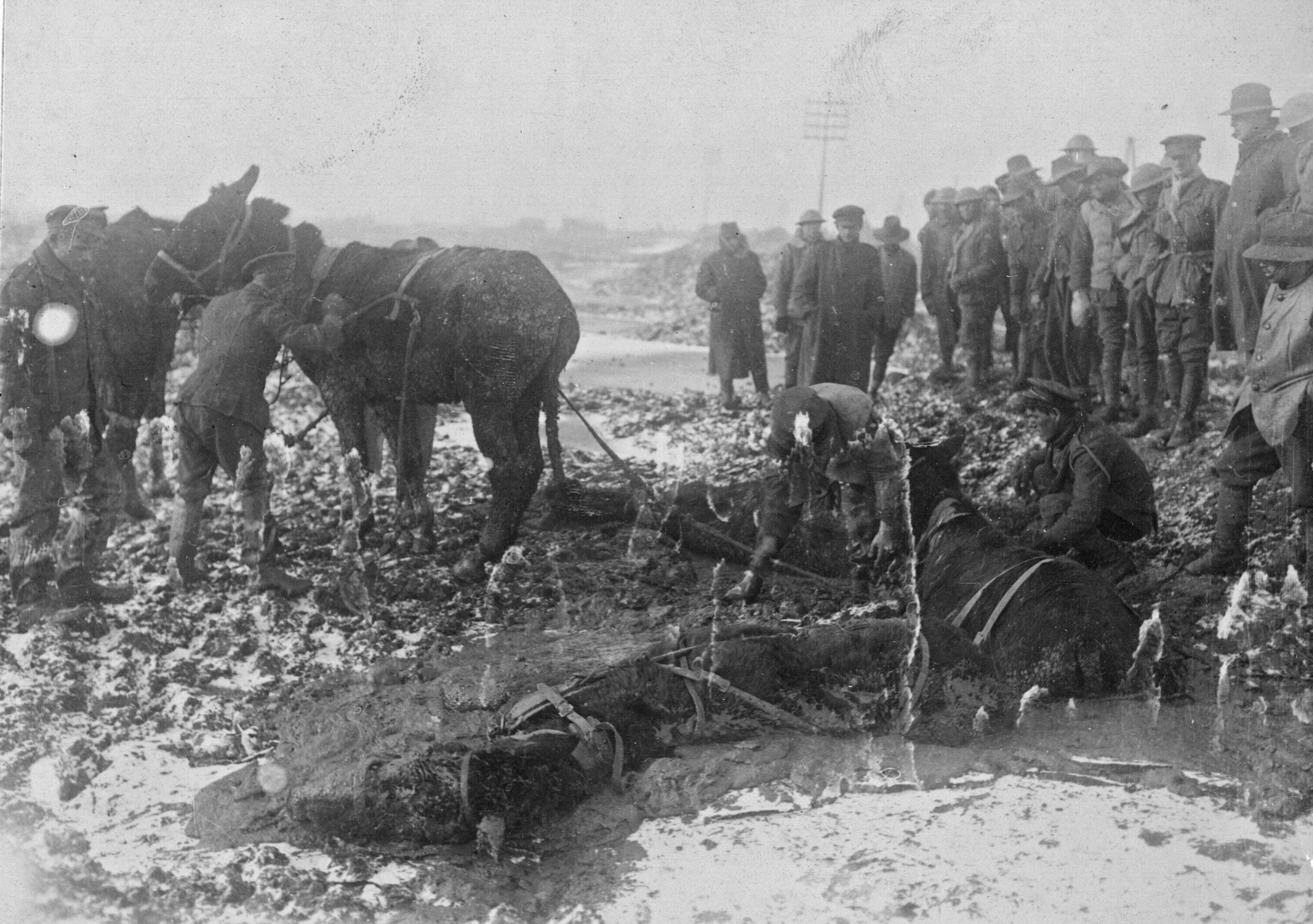 Brit mules in shell hole Christmas Day 1916 France 165 BO 0740