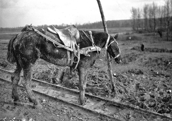 French draft saddle horse tied to pole on RR track Bibliotheque nationale de france