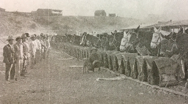 Mules behind their pack saddles Candelaria TX 1917 1918