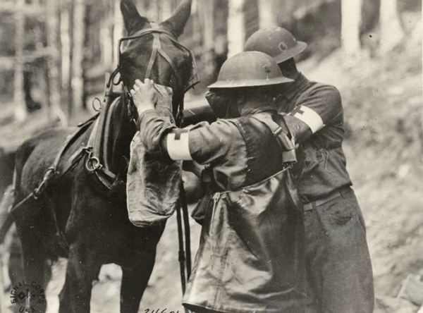US mule with gas mask Alsace Germany Aug. 31 1918