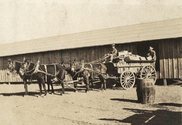 US mules with supply wagon wwimus