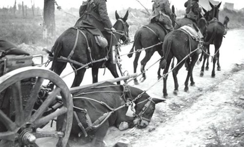 US team with fallen mule in snow