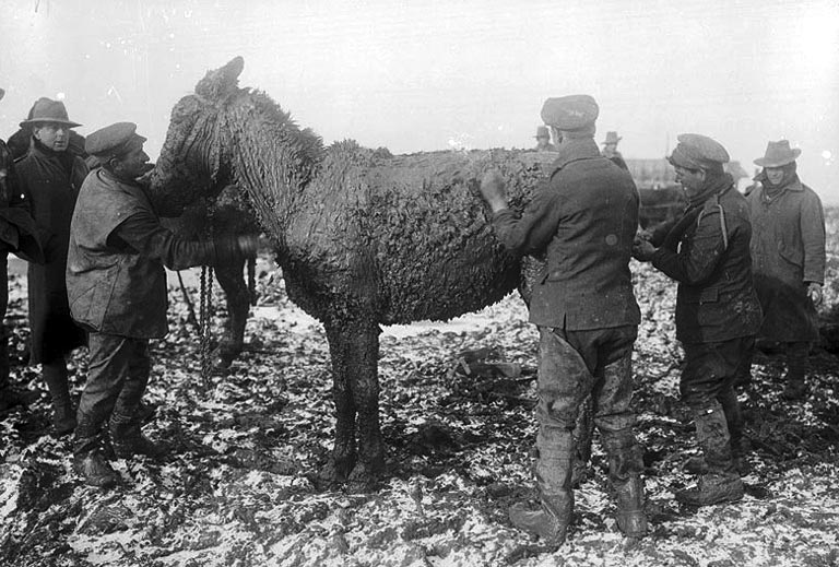 scraping mud off mule near Bernafay Wood 1916