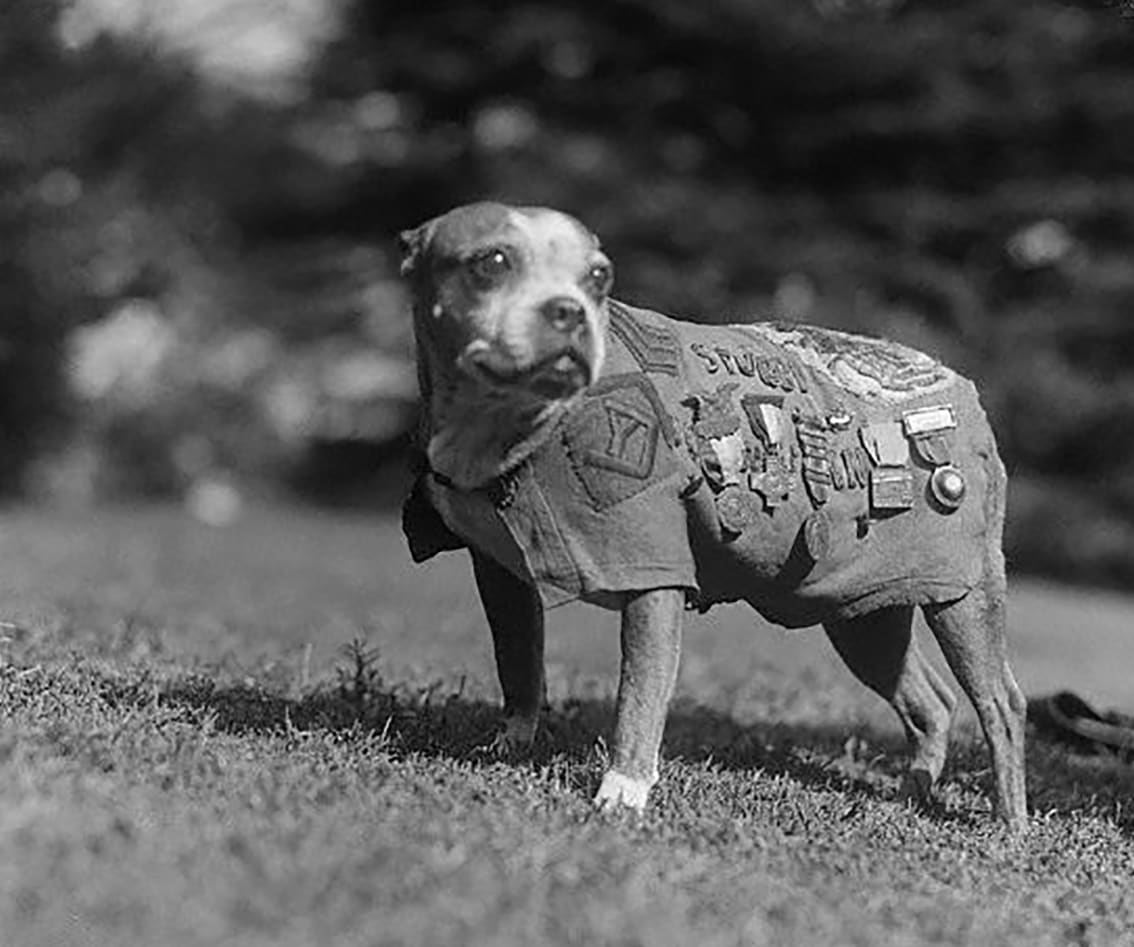 sergeant stubby wwi dogs