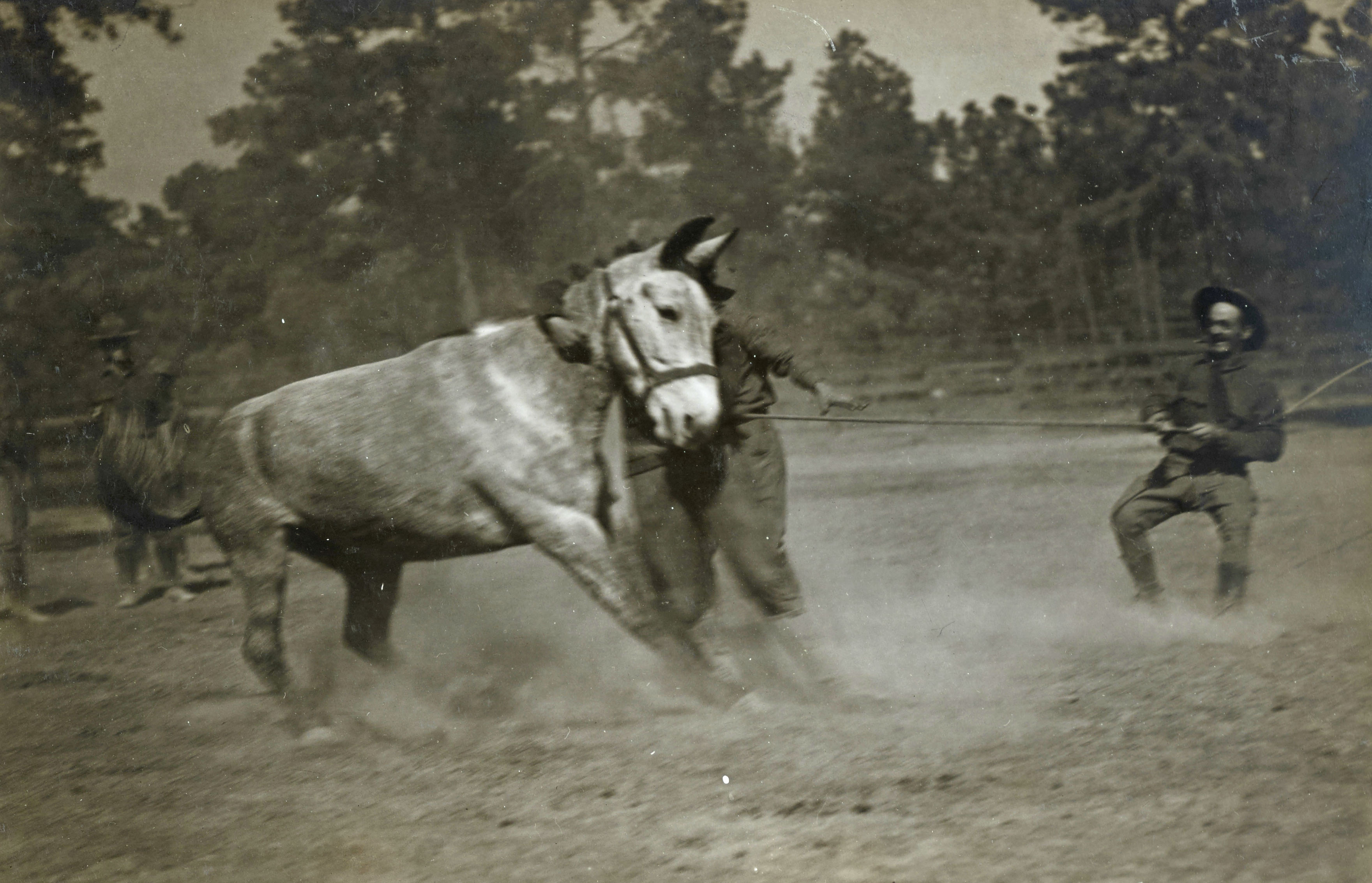 training mules at Camp Logan TX