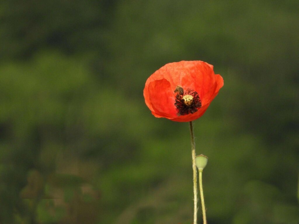 A poppy, a symbol of WWI.